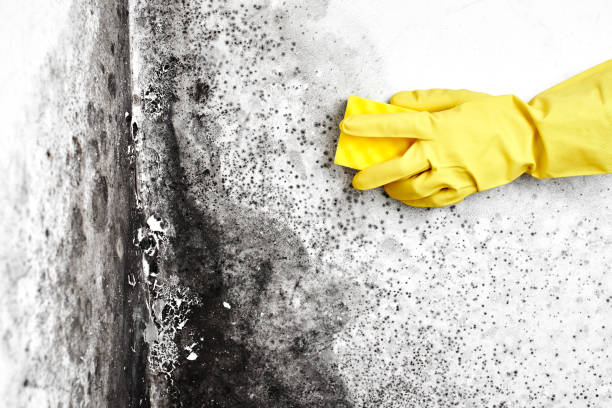 Best Post-Flood Mold Remediation in China Grove, TX