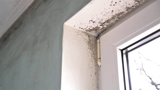 Trusted China Grove, TX Mold Remediation Experts
