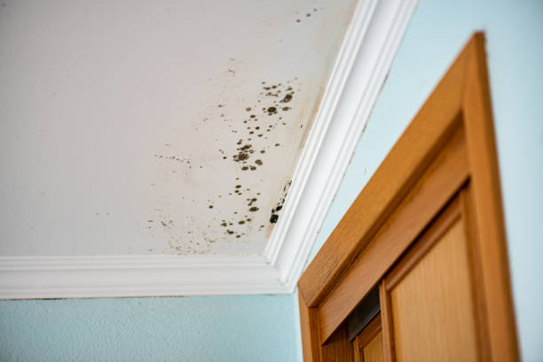 Best Mold Remediation for Specific Building Types in China Grove, TX