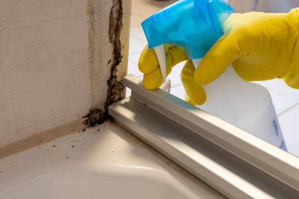 Best Mold Testing and Inspection Services in China Grove, TX