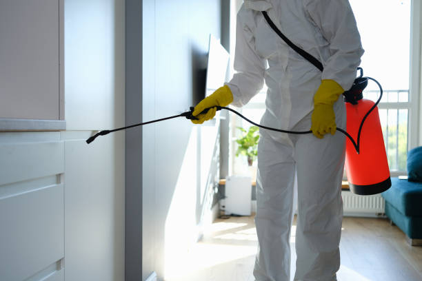 Best Attic Mold Remediation in China Grove, TX