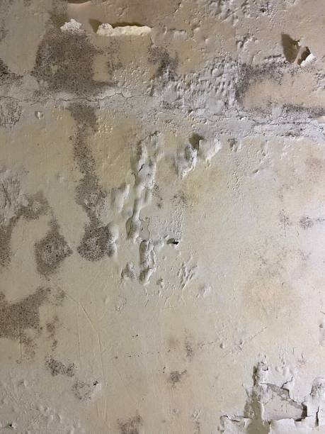 Reliable China Grove, TX Mold Remediation Solutions