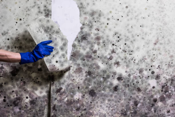 Best White Mold Remediation in China Grove, TX